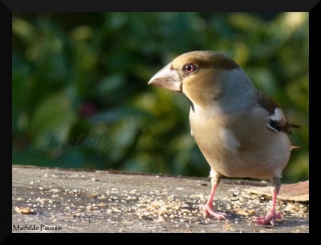 Grosbec casse-noyaux